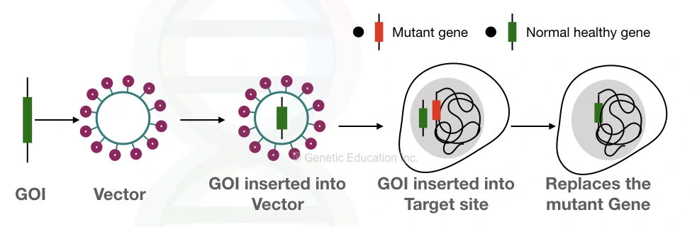 Gene therapy