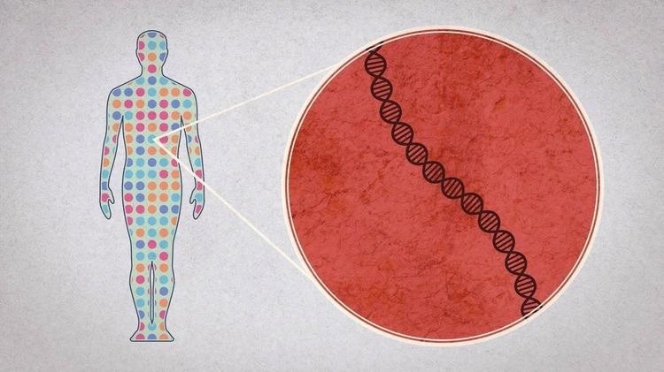 genetic code